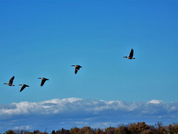 Low angle view of birds flying in sky