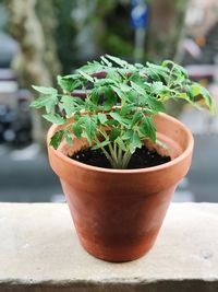 Close-up of potted plant on table