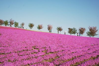 Pink flowers on tree