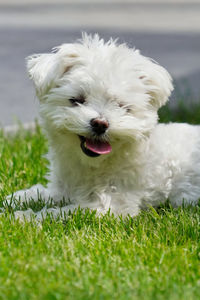 Close-up of white dog on grassy field