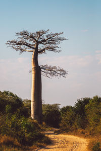 tree