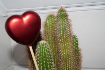 Close-up of cactus