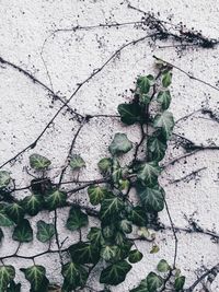 Close-up of ivy on tree