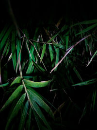 High angle view of plant growing outdoors