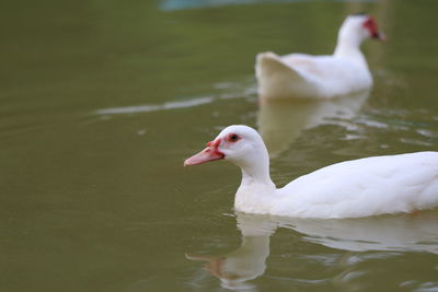 Duck swimming in lake