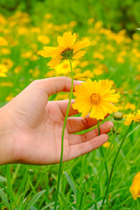 Beautiful yellow flowers with a close up woman hand and green leaves at the background