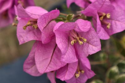 Close-up of insect on pink flowering plant