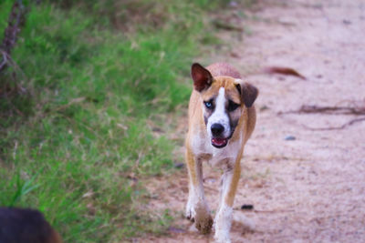 Portrait of dog standing on field