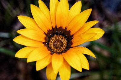 Close-up of yellow flower