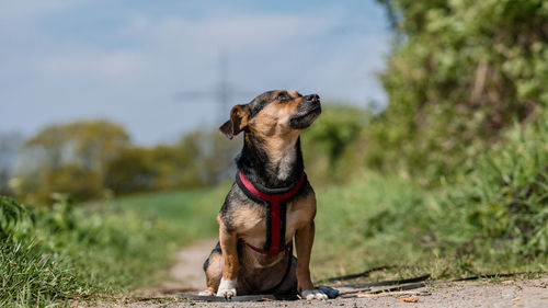 Dog sitting on grass against sky