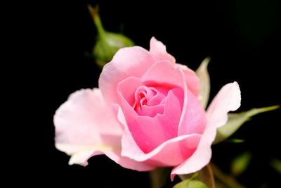 Close-up of pink rose