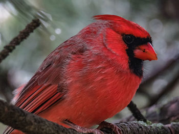 Close-up of bird perching on tree