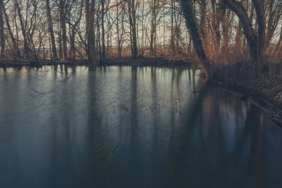 Scenic view of lake in forest