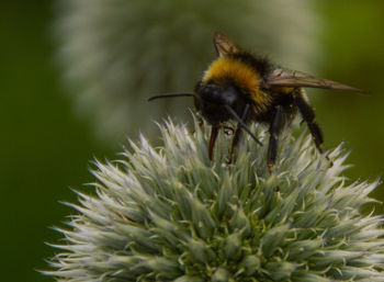 Close-up of bee on flower