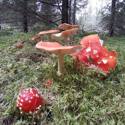 Red mushroom growing in field