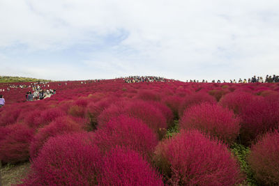 Pink flowers against sky