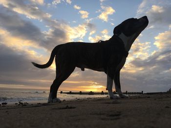 Dog standing on beach against sky during sunset