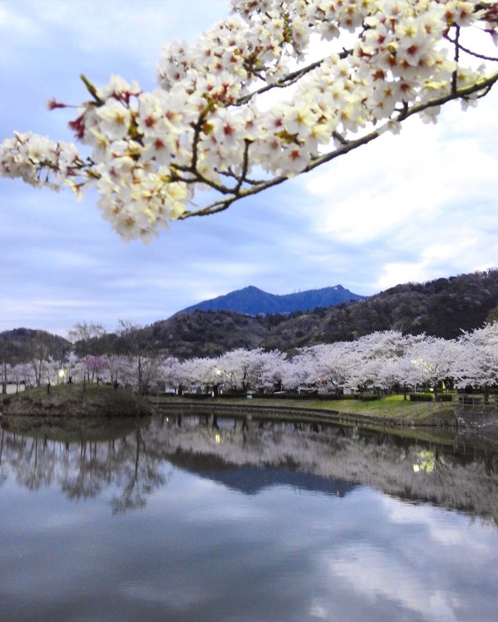 nature, tree, beauty in nature, flower, sky, water, growth, scenics, reflection, springtime, tranquility, no people, lake, blossom, fragility, outdoors, freshness, branch, day, tranquil scene, mountain