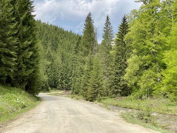 Unpaved forest road
