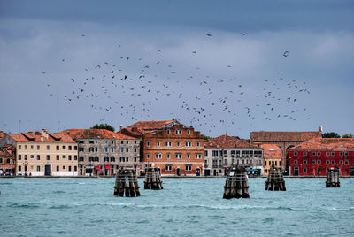 Birds flying over canal against buildings