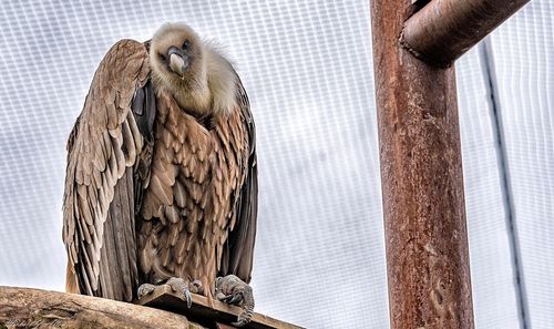 Close-up of owl perching on wood