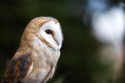 Close-up of owl perching outdoors