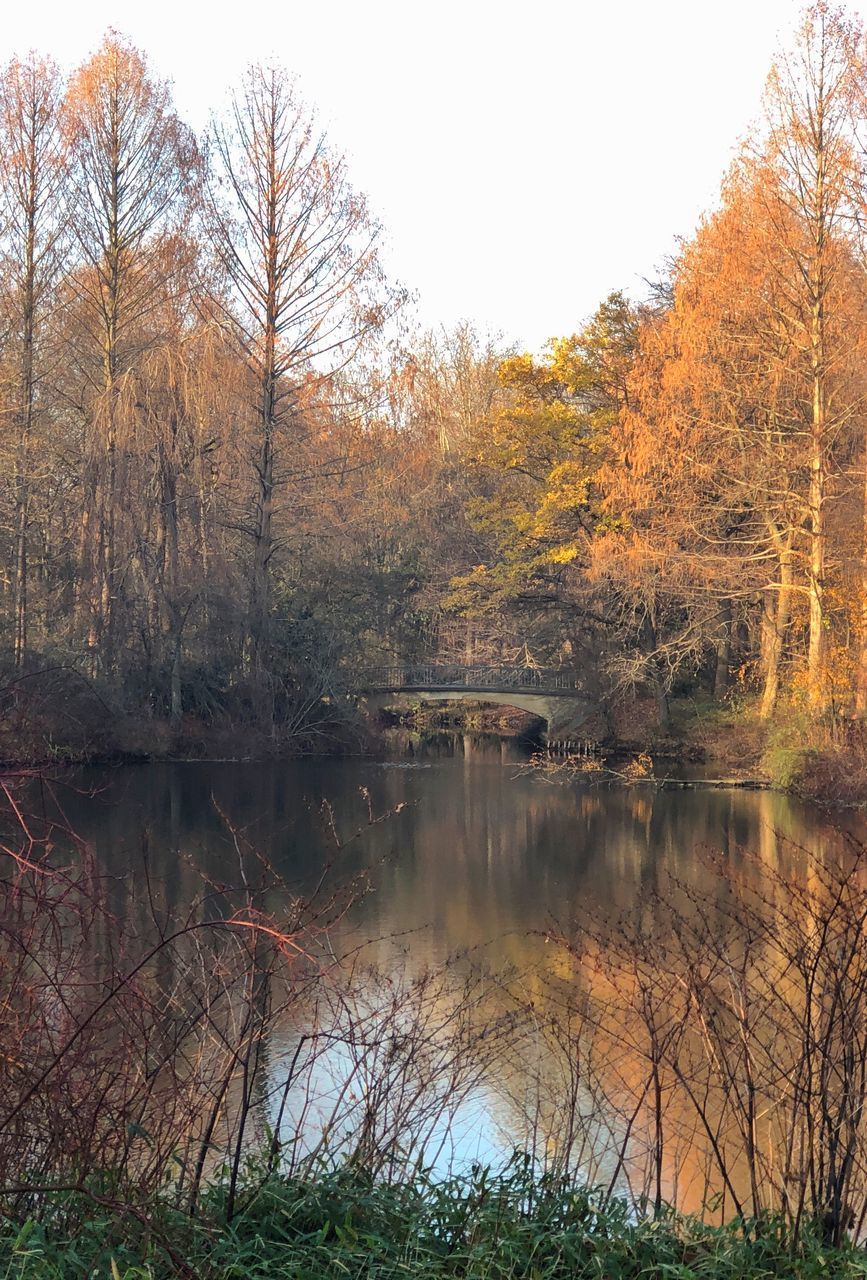 TREES BY LAKE IN FOREST DURING AUTUMN