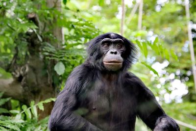 Monkey sitting in a forest