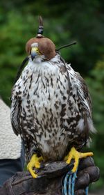 Close-up of falcon perching on glove