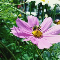 Close-up of bee pollinating on pink flower