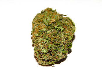 Close-up of food against white background