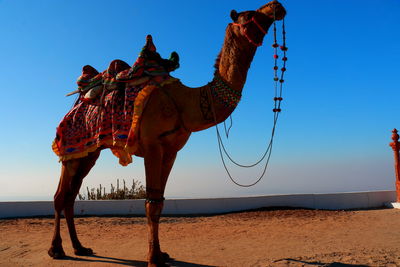 View of a camel on desert