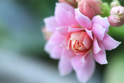 Close-up of pink kalanchoe flower