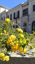 Close-up of yellow flowers blooming against house