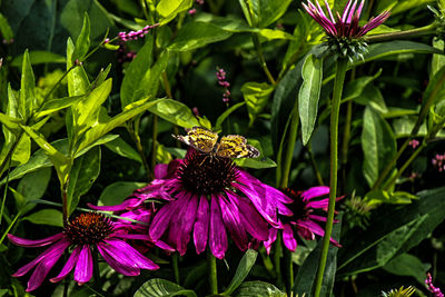 Close-up of bee pollinating on purple flower