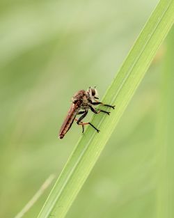 Close-up of insect on plant