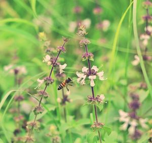 Close-up of flowering plant