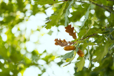 Ripe acorns on oak tree branch. fall blurred background with oak nuts and leaves.