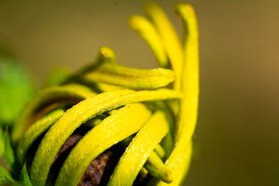 High angle view of fresh green leaf against yellow background