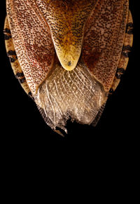 Close-up of snake against black background