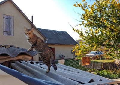 Low angle view of a cat outside house against sky