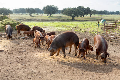 Horses grazing in a field