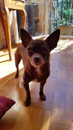 Portrait of dog on hardwood floor