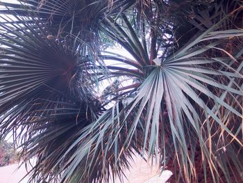 Low angle view of palm trees