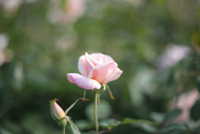 Close-up of pink rose flower