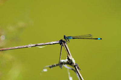 Close-up of dragonfly on twig