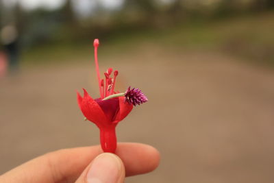 Close-up of hand holding red flower