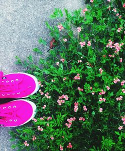 Close-up of pink flowers