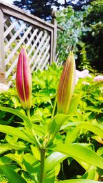 Close-up of flowers blooming outdoors