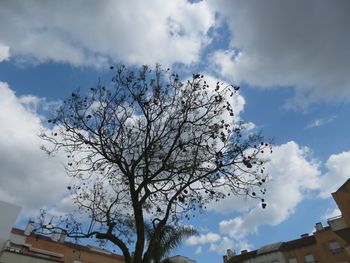 Low angle view of tree and white building against sky